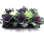 Brassica oler. mix glatt