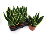 Sansevieria trifa. 'Superba'