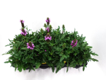 Prunella