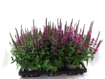 Lythrum salicaria