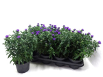 Aster novi-belgii blau