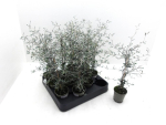 Mini Corokia