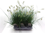 Pennisetum alopec. "Little Bunny"
