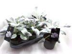 Senecio candidans 'Angel Wings'
