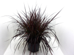Pennisetum Rubum