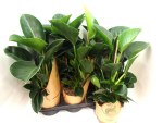 Philodendron "Green Princess"