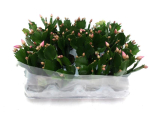 Mini Schlumbergera rosa