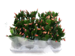 Mini Schlumbergera orange