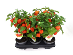 Physalis alkekengi