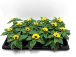 Mini Helianthus