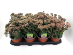 Sedum telephium