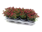 Sedum spurium "Deep Rose"