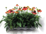 Echinacea purpurea orange