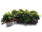 Gaultheria procumbens