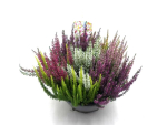 Calluna "High five" Schale