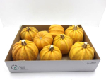 Cucurbita orange "Kamo Kamo"
