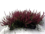 Calluna + Mühlenbeckia rot