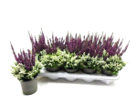 Calluna "Colour Crown" lila