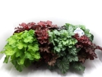 Heuchera Mix