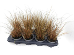 Carex auruga bronze