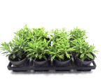 Salvia