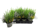 Calluna "Sunset" Trio