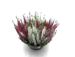 Calluna  vulg. Trio-Schale