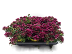 Sedum "Spot on Deep Rose"