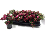 Pernettya mucronata pink