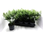 Skimmia jap. 'Finchy'