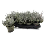 Calluna "Sunset"  Fluffy