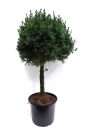 Picea glauca Stamm