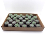 Mini Echeveria Ballenware