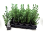 Pinus pinea "Silvercrest"