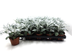 Senecio maritima