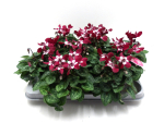 Mini Cyclamen "Djix" rot