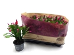 Schlumbergera  midi rosa