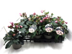 Helleborus "Ice N' Roses" Early Rose