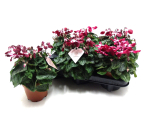 Cyclamen 'Djix' dunkelrot