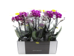 Phalaenopsis "Optimost" 2 Rispen violett