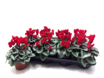 Cyclamen midi rot