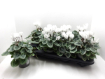 Cyclamen midi weiß