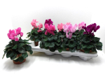 Cyclamen pers. midi Mix