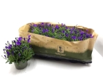 Campanula "Get Mee" blau