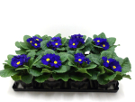 Primula acaulis blau