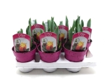 Tulpe rotgelb "Dr. Ruth"