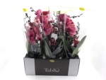 Phalaenopsis "Tablo" 2 Rispen lachsbourdeaux "Spritz"