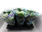 Hydrangea macr. blau