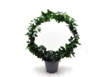 Hedera Bogen