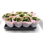 Kalanchoe gefüllt lachsrosa